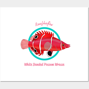 White Banded Possum Wrasse Posters and Art